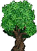 treeth